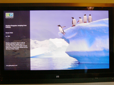 HP Plasma HDTV and Penguins